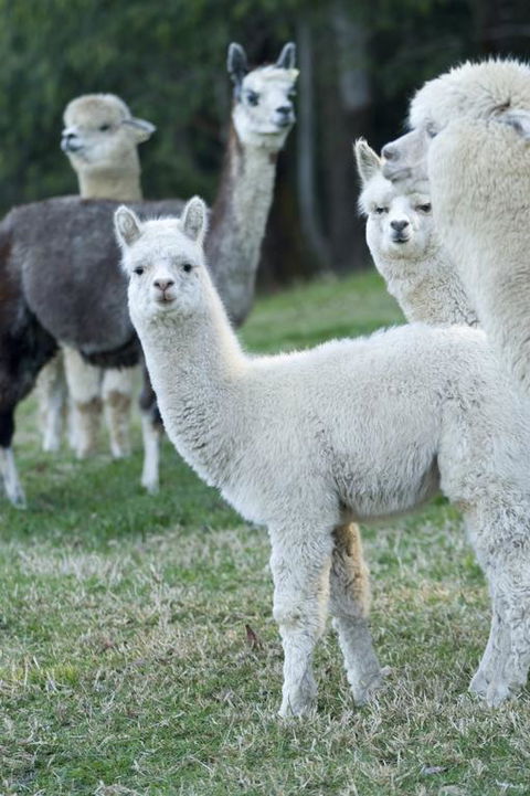 The Heavens Mountain Escape - E Caravan Parks 3