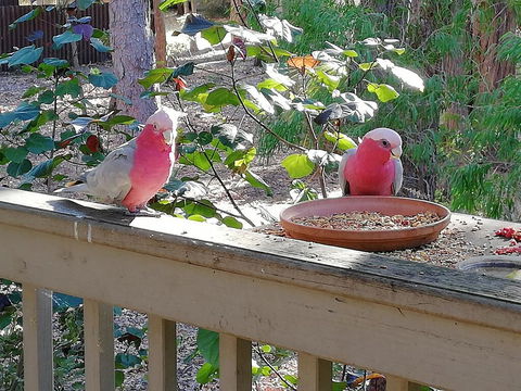 The Treehouse In Dawesville - E Caravan Parks 1
