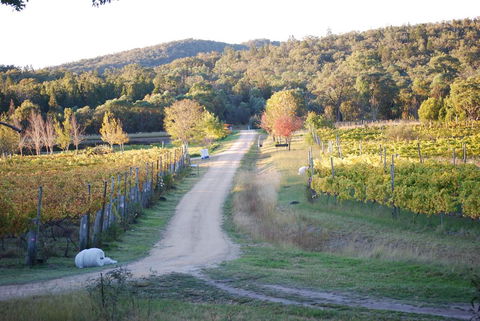 Twisted Gum Vineyard Cottage - E Caravan Parks 1