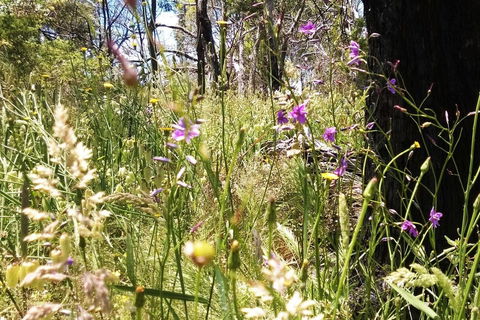 Grampians Pomonal Cottages - E Caravan Parks 31
