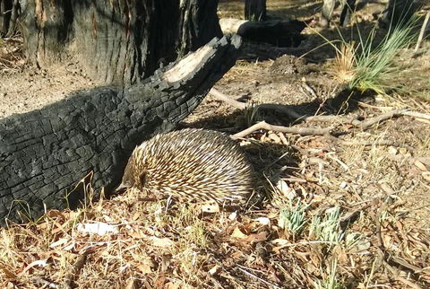 Grampians Pomonal Cottages - E Caravan Parks 25