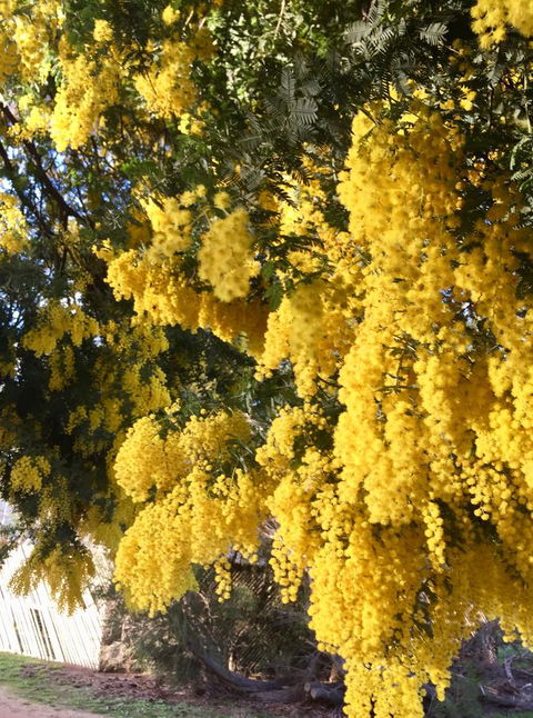 Grampians Pomonal Cottages - E Caravan Parks 5