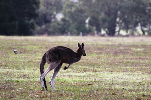 Grampians Pomonal Cottages - E Caravan Parks 26