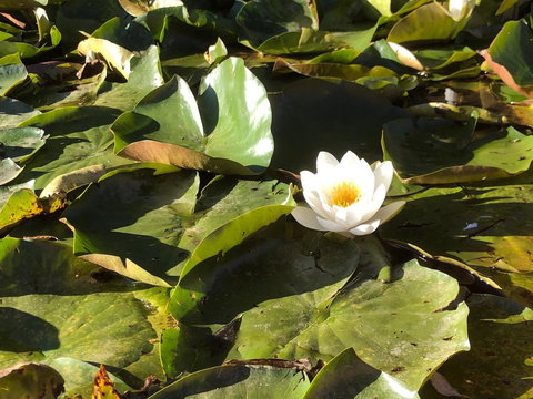 Minni Gums - E Caravan Parks 1