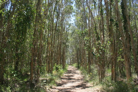 Lake Weyba Noosa Lodge & Kangaroos - E Caravan Parks 39