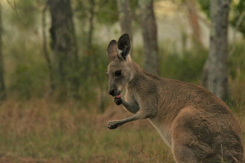 Lake Weyba Noosa Lodge & Kangaroos - E Caravan Parks 43