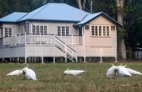 Lake Weyba Noosa Lodge & Kangaroos - E Caravan Parks 20