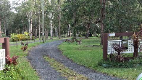 Lake Weyba Noosa Lodge & Kangaroos - E Caravan Parks 42