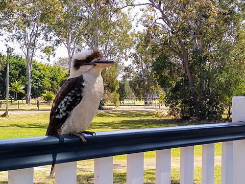 Lake Weyba Noosa Lodge & Kangaroos - E Caravan Parks 18