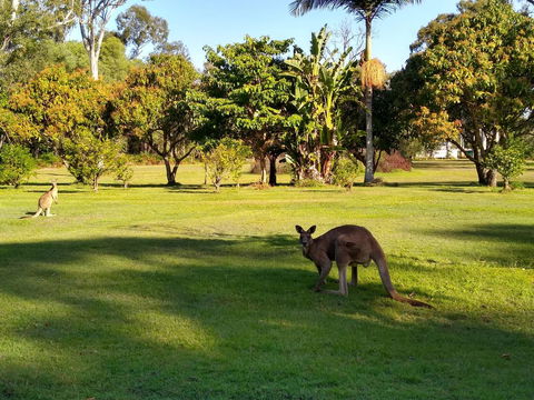 Lake Weyba Noosa Lodge & Kangaroos - E Caravan Parks 8