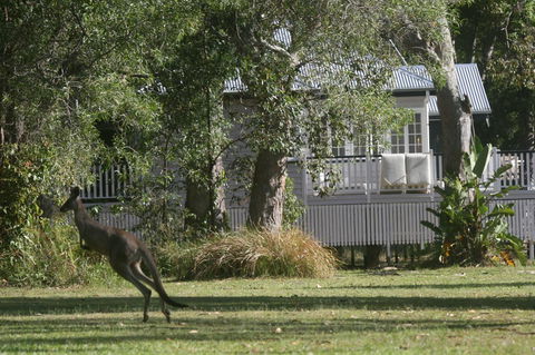 Lake Weyba Noosa Lodge & Kangaroos - E Caravan Parks 31
