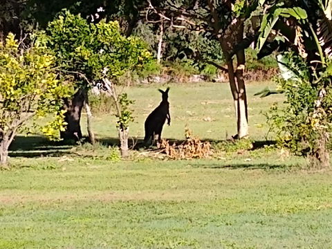 Lake Weyba Noosa Lodge & Kangaroos - E Caravan Parks 29