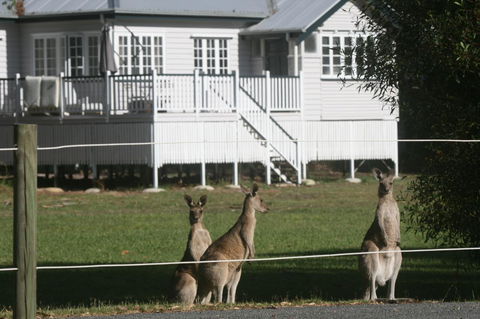 Lake Weyba Noosa Lodge & Kangaroos - E Caravan Parks 28