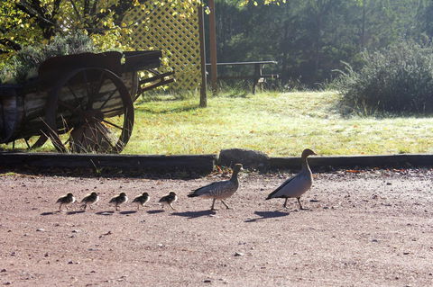 Granite Belt Retreat And Brewery - E Caravan Parks 22