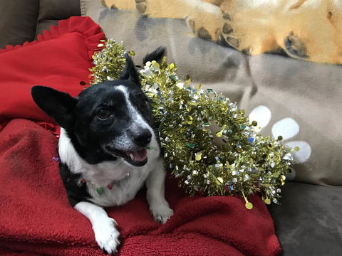 Nanango Star Motel - E Caravan Parks 14