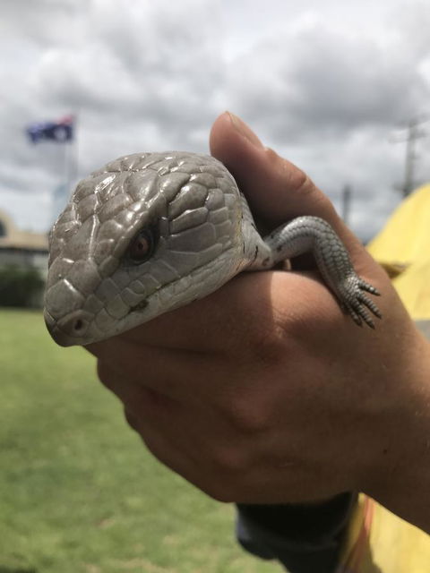 Nanango Star Motel - E Caravan Parks 16