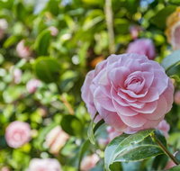 Wentworth Rose - E Caravan Parks