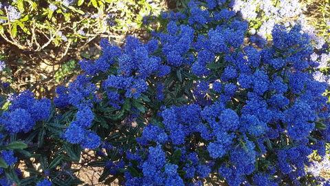 505 CONROD STRAIGHT MOUNT PANORAMA - E Caravan Parks 2