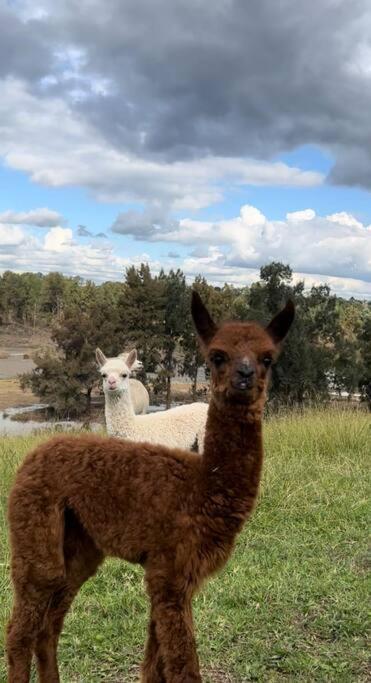 Hill Top Tiny River House - E Caravan Parks 1