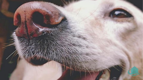 Pelican Lake Retreat - E Caravan Parks 3