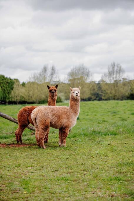 Romantic Luxury Tiny Home In An Idyllic Setting - E Caravan Parks 3