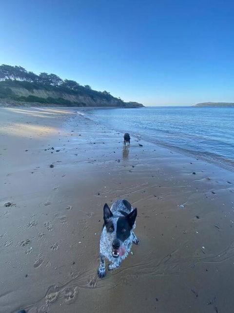 Salty Paws Dog Friendly Luxe Cottage - E Caravan Parks 3
