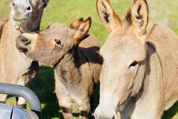 Sandalwood Downs Fabulous Farm Stay TOODYAY with E Caravan Parks