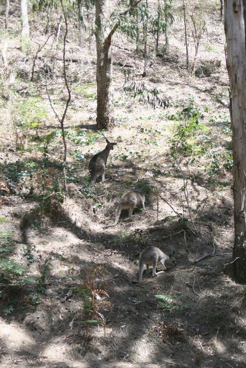 Blue Mountains Backpacker Hostel - E Caravan Parks 3
