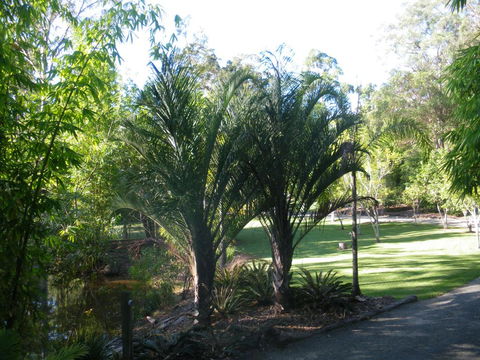 BoBRENE On Tamborine Nude Retreat - Quaint Cottage - E Caravan Parks 2